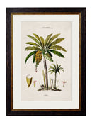 Quality Glass Fronted Framed Print, c.1843 Studies of South American Palm Trees Framed Wall Art PictureVintage Frog T/AFramed Print