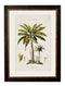 Quality Glass Fronted Framed Print, c.1843 Studies of South American Palm Trees Framed Wall Art PictureVintage Frog T/AFramed Print