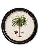 Quality Glass Fronted Framed Print, c.1843 Studies of South American Palm Trees in Round Frames Framed Wall Art PictureVintage Frog T/AFramed Print