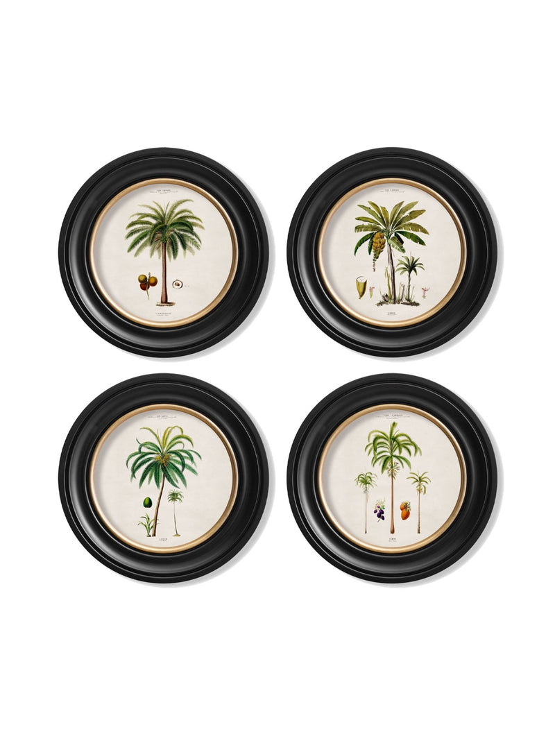 Quality Glass Fronted Framed Print, c.1843 Studies of South American Palm Trees in Round Frames Framed Wall Art PictureVintage Frog T/AFramed Print
