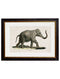 Quality Glass Fronted Framed Print, c.1846 Elephants Framed Wall Art PictureVintage Frog T/AFramed Print