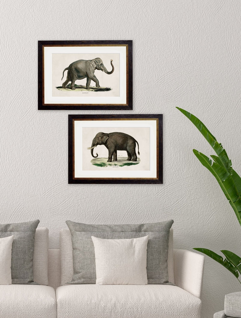 Quality Glass Fronted Framed Print, c.1846 Elephants Framed Wall Art PictureVintage Frog T/AFramed Print