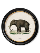 Quality Glass Fronted Framed Print, c.1846 Elephants in Round Frame Framed Wall Art PictureVintage Frog T/AFramed Print