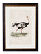 Quality Glass Fronted Framed Print, c.1846 Ostrich Framed Wall Art PictureVintage Frog T/AFramed Print