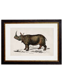 Quality Glass Fronted Framed Print, c.1846 Rhino & Hippo Framed Wall Art PictureVintage Frog T/AFramed Print