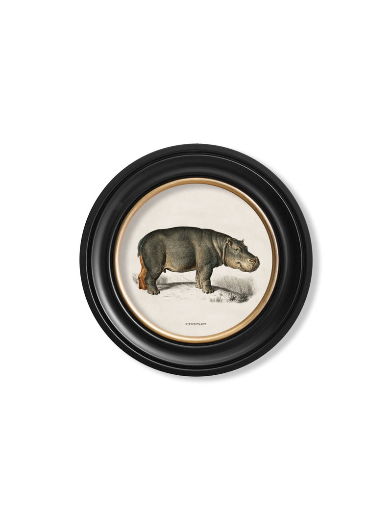 Quality Glass Fronted Framed Print, c.1846 Rhino & Hippo - Round Frames Framed Wall Art PictureVintage Frog T/AFramed Print