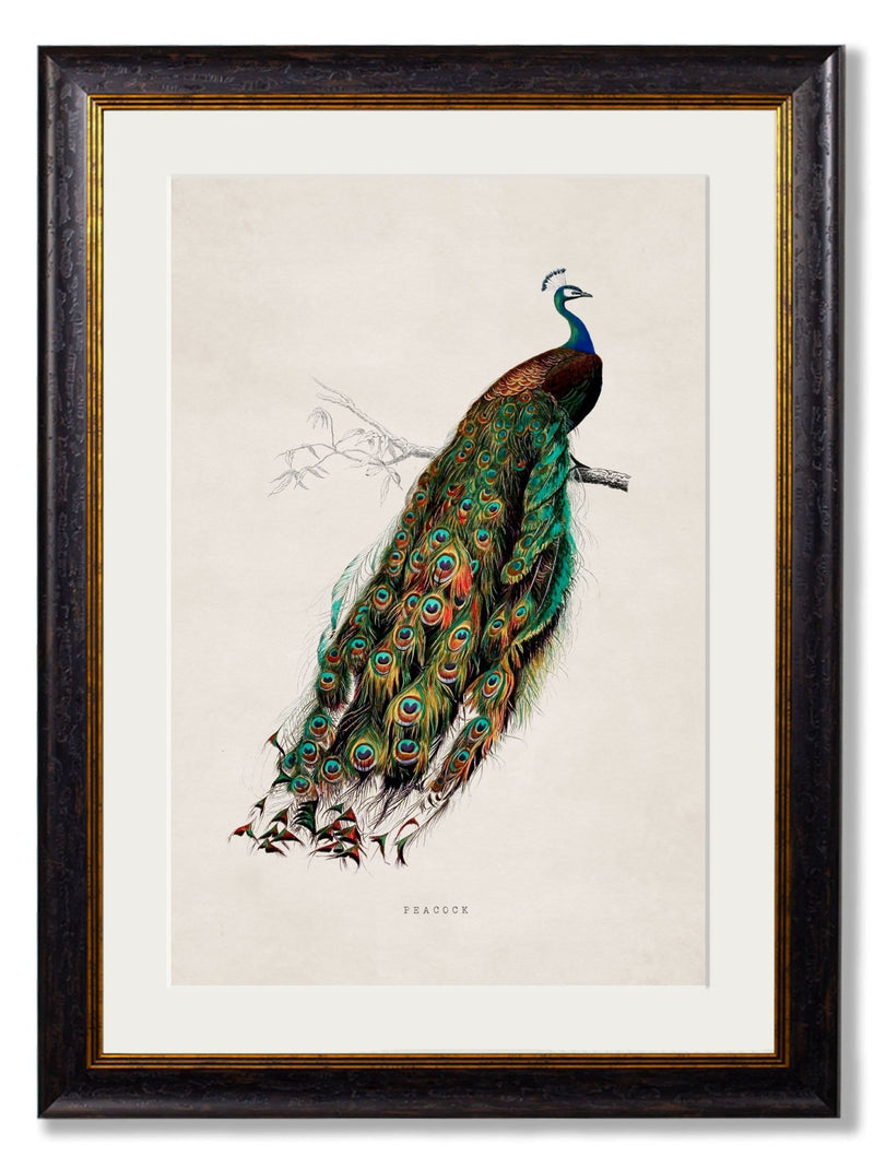 Quality Glass Fronted Framed Print, c.1847 Peacock Framed Wall Art PictureVintage Frog T/AFramed Print