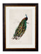 Quality Glass Fronted Framed Print, c.1847 Peacock Framed Wall Art PictureVintage Frog T/AFramed Print