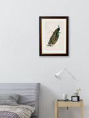 Quality Glass Fronted Framed Print, c.1847 Peacock Framed Wall Art PictureVintage Frog T/AFramed Print