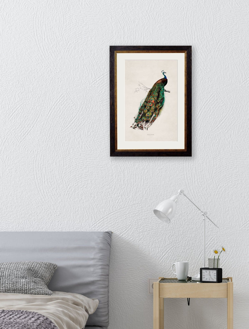 Quality Glass Fronted Framed Print, c.1847 Peacock Framed Wall Art PictureVintage Frog T/AFramed Print