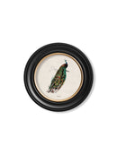 Quality Glass Fronted Framed Print, c.1847 Peacock in Round Frame Framed Wall Art PictureVintage Frog T/AFramed Print