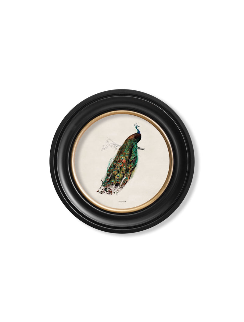 Quality Glass Fronted Framed Print, c.1847 Peacock in Round Frame Framed Wall Art PictureVintage Frog T/AFramed Print