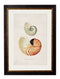 Quality Glass Fronted Framed Print, c.1848 Studies of Shells Framed Wall Art PictureVintage Frog T/AFramed Print
