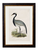 Quality Glass Fronted Framed Print, c.1850's British Wading Birds Framed Wall Art PictureVintage Frog T/AFramed Print