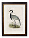 Quality Glass Fronted Framed Print, c.1850's British Wading Birds Framed Wall Art PictureVintage Frog T/AFramed Print