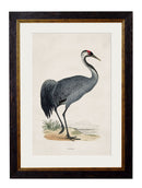 Quality Glass Fronted Framed Print, c.1850's British Wading Birds Framed Wall Art PictureVintage Frog T/AFramed Print