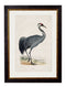 Quality Glass Fronted Framed Print, c.1850's British Wading Birds Framed Wall Art PictureVintage Frog T/AFramed Print