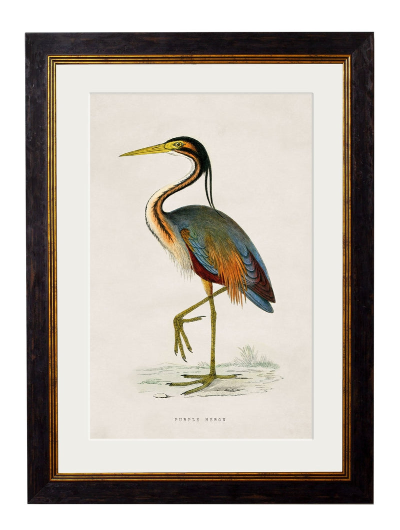 Quality Glass Fronted Framed Print, c.1850's British Wading Birds Framed Wall Art PictureVintage Frog T/AFramed Print