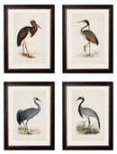 Quality Glass Fronted Framed Print, c.1850's British Wading Birds Framed Wall Art PictureVintage Frog T/AFramed Print