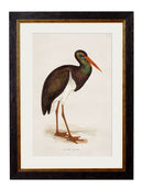 Quality Glass Fronted Framed Print, c.1850's British Wading Birds Framed Wall Art PictureVintage Frog T/AFramed Print