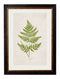 Quality Glass Fronted Framed Print, c.1864 Collection of British Ferns Framed Wall Art PictureVintage Frog T/AFramed Print