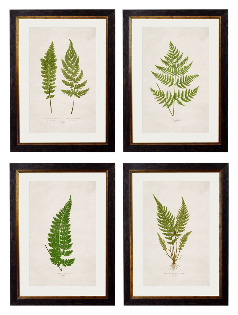 Quality Glass Fronted Framed Print, c.1864 Collection of British Ferns Framed Wall Art PictureVintage Frog T/AFramed Print