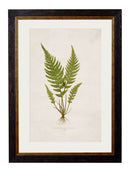 Quality Glass Fronted Framed Print, c.1864 Collection of British Ferns Framed Wall Art PictureVintage Frog T/AFramed Print