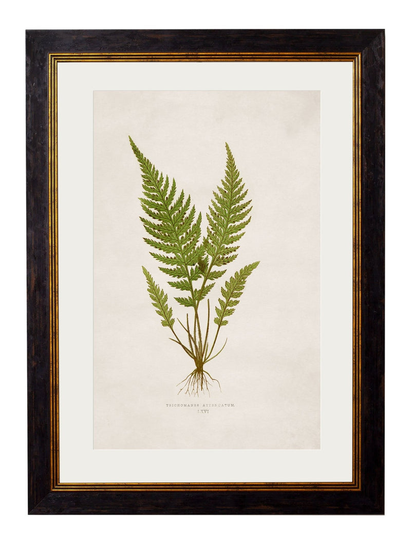 Quality Glass Fronted Framed Print, c.1864 Collection of British Ferns Framed Wall Art PictureVintage Frog T/AFramed Print