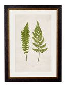 Quality Glass Fronted Framed Print, c.1864 Collection of British Ferns Framed Wall Art PictureVintage Frog T/AFramed Print