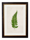 Quality Glass Fronted Framed Print, c.1864 Collection of British Ferns Framed Wall Art PictureVintage Frog T/AFramed Print