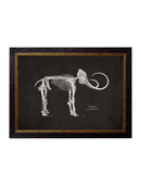 Quality Glass Fronted Framed Print, c.1870 Anatomical Skeletons - Dark Framed Wall Art PictureVintage Frog T/AFramed Print