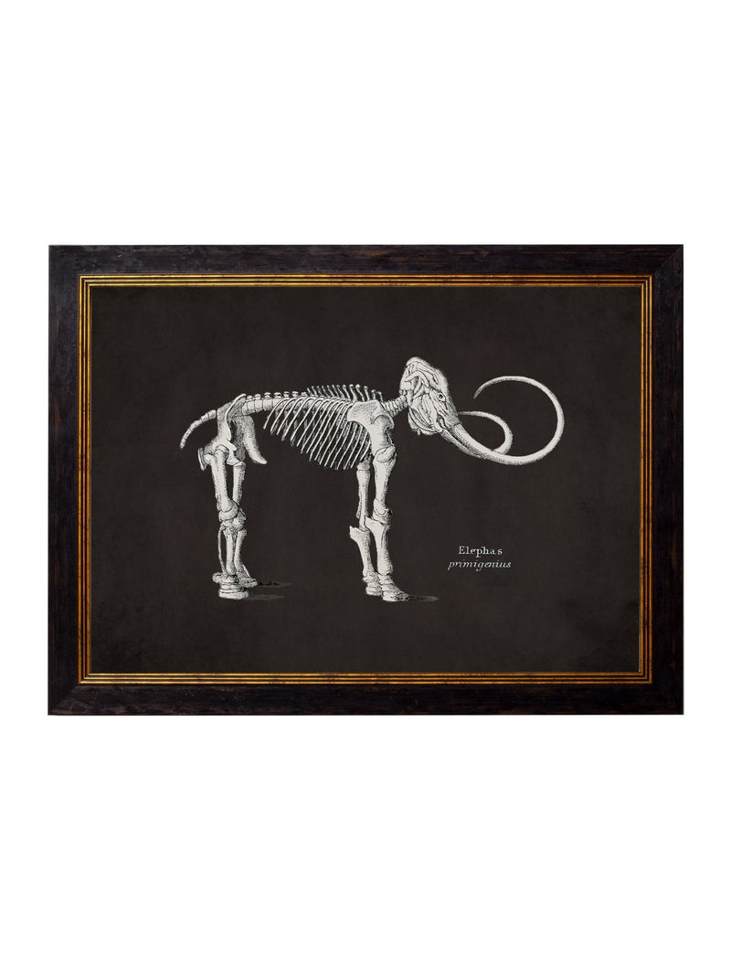 Quality Glass Fronted Framed Print, c.1870 Anatomical Skeletons - Dark Framed Wall Art PictureVintage Frog T/AFramed Print
