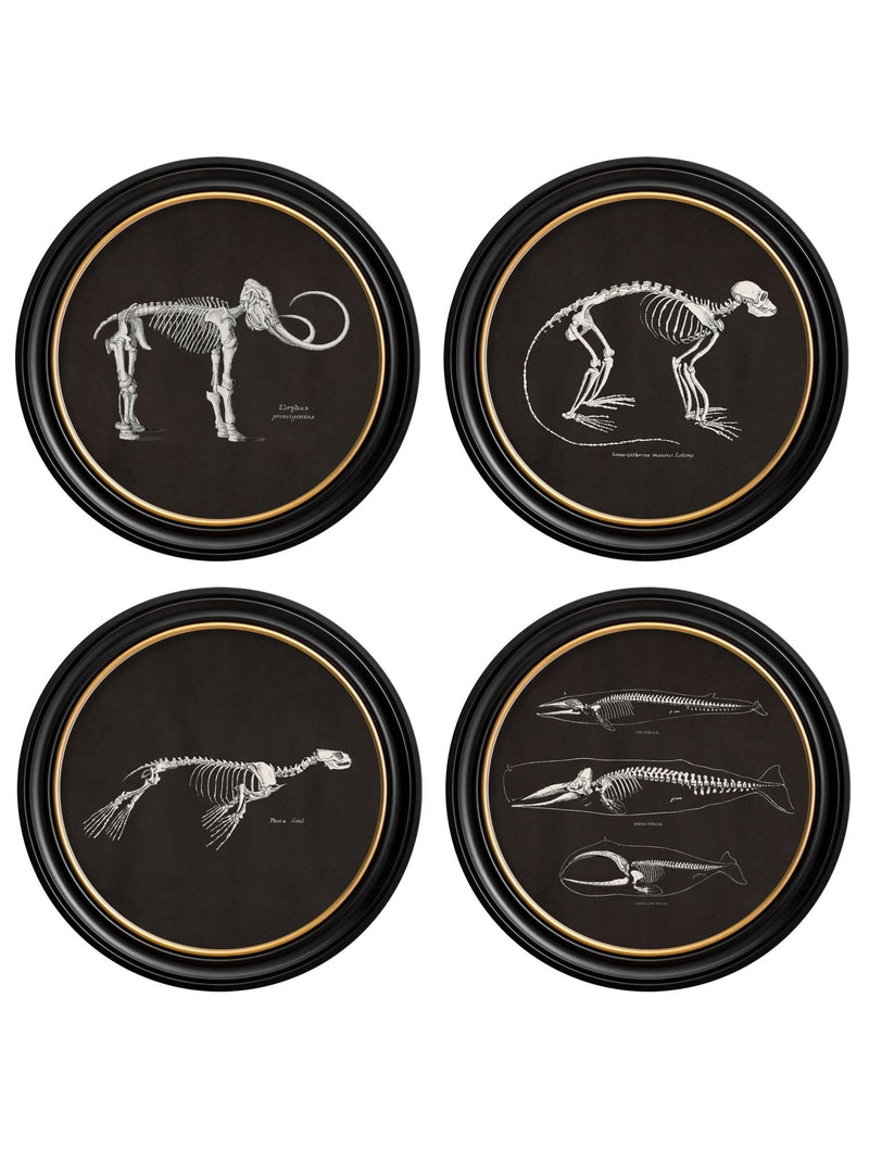 Quality Glass Fronted Framed Print, c.1870 Anatomical Skeletons - Dark - Round Frames Framed Wall Art PictureVintage Frog T/AFramed Print