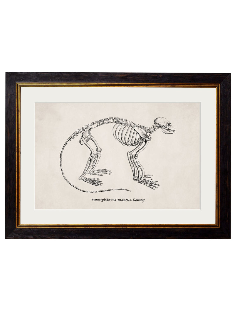 Quality Glass Fronted Framed Print, c.1870 Anatomical Skeletons Framed Wall Art PictureVintage Frog T/AFramed Print