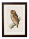 Quality Glass Fronted Framed Print, c.1870 British Owls Framed Wall Art PictureVintage Frog T/AFramed Print
