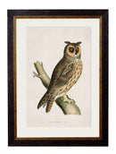 Quality Glass Fronted Framed Print, c.1870 British Owls Framed Wall Art PictureVintage Frog T/AFramed Print