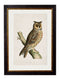 Quality Glass Fronted Framed Print, c.1870 British Owls Framed Wall Art PictureVintage Frog T/AFramed Print