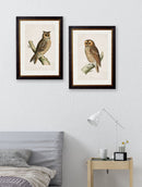 Quality Glass Fronted Framed Print, c.1870 British Owls Framed Wall Art PictureVintage Frog T/AFramed Print