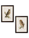 Quality Glass Fronted Framed Print, c.1870 British Owls Framed Wall Art PictureVintage Frog T/AFramed Print
