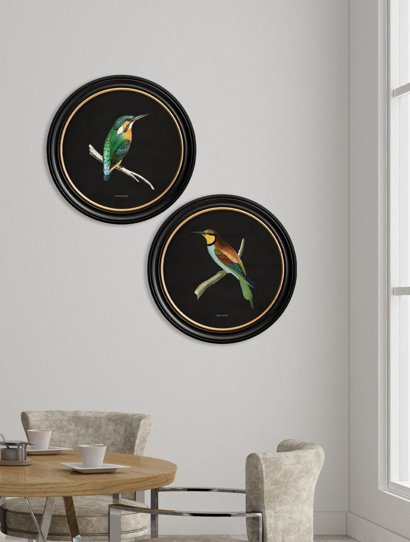 Quality Glass Fronted Framed Print, c.1870 Kingfisher and Bee Eater - Black Framed Wall Art PictureVintage Frog T/AFramed Print