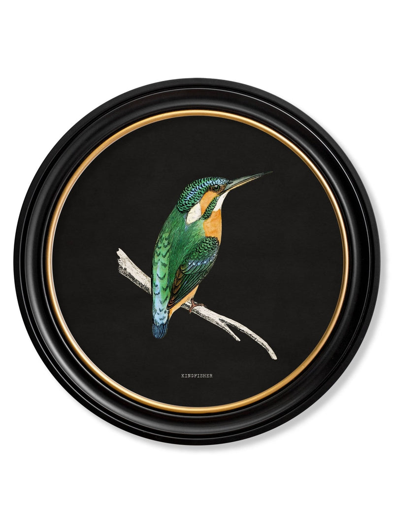 Quality Glass Fronted Framed Print, c.1870 Kingfisher and Bee Eater - Black Framed Wall Art PictureVintage Frog T/AFramed Print