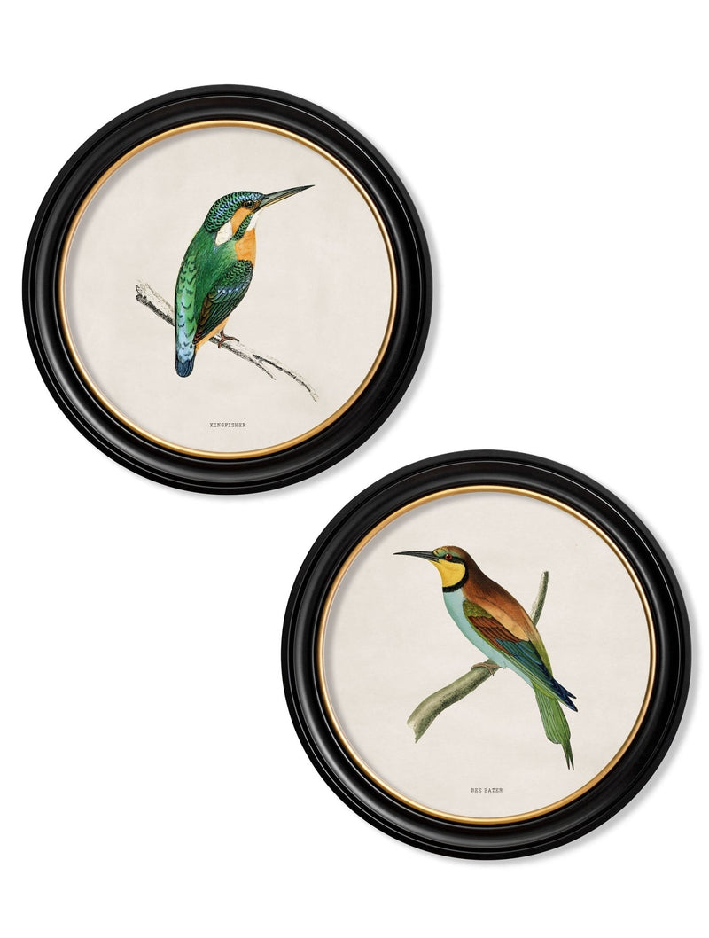 Quality Glass Fronted Framed Print, c.1870 Kingfisher and Bee Eater Framed Wall Art PictureVintage Frog T/AFramed Print