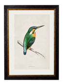 Quality Glass Fronted Framed Print, c.1870 Kingfisher & Bee Eater Framed Wall Art PictureVintage Frog T/AFramed Print