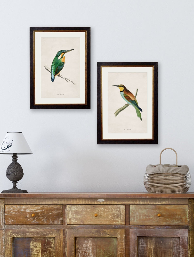 Quality Glass Fronted Framed Print, c.1870 Kingfisher & Bee Eater Framed Wall Art PictureVintage Frog T/AFramed Print