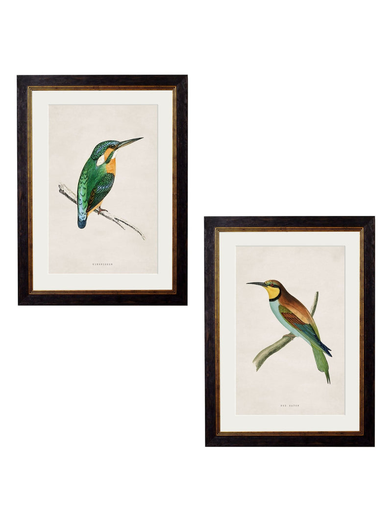 Quality Glass Fronted Framed Print, c.1870 Kingfisher & Bee Eater Framed Wall Art PictureVintage Frog T/AFramed Print