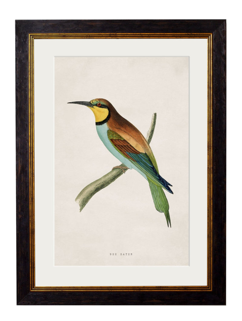 Quality Glass Fronted Framed Print, c.1870 Kingfisher & Bee Eater Framed Wall Art PictureVintage Frog T/AFramed Print