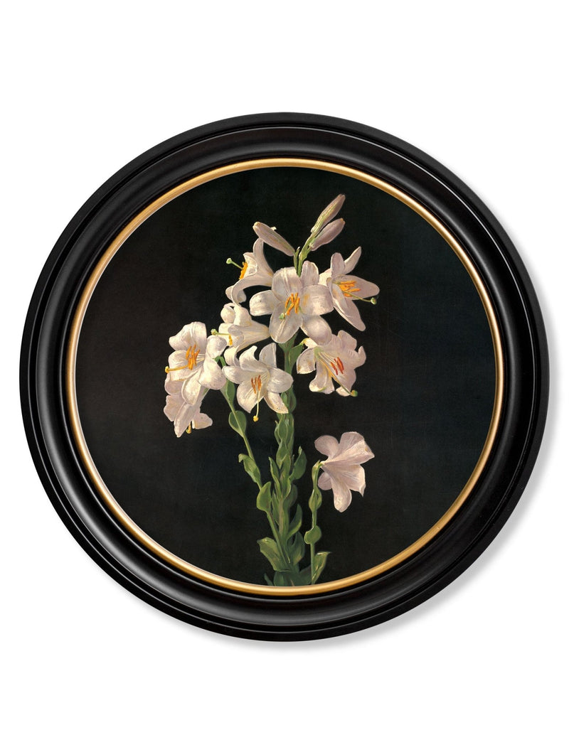 Quality Glass Fronted Framed Print, c.1874 George Cochran Lambdin Lillys - Round Frame Framed Wall Art PictureVintage Frog T/AFramed Print