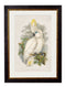 Quality Glass Fronted Framed Print, c.1875 Cockatoos Framed Wall Art PictureVintage Frog T/AFramed Print