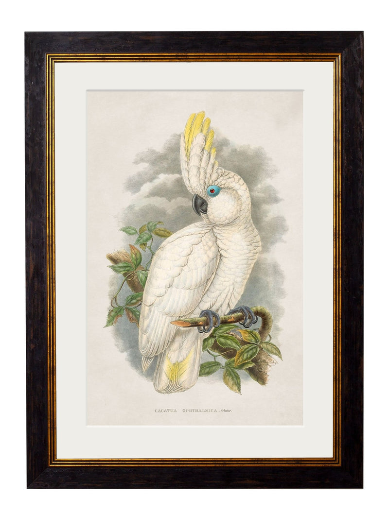 Quality Glass Fronted Framed Print, c.1875 Cockatoos Framed Wall Art PictureVintage Frog T/AFramed Print