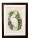 Quality Glass Fronted Framed Print, c.1875 Cockatoos Framed Wall Art PictureVintage Frog T/AFramed Print